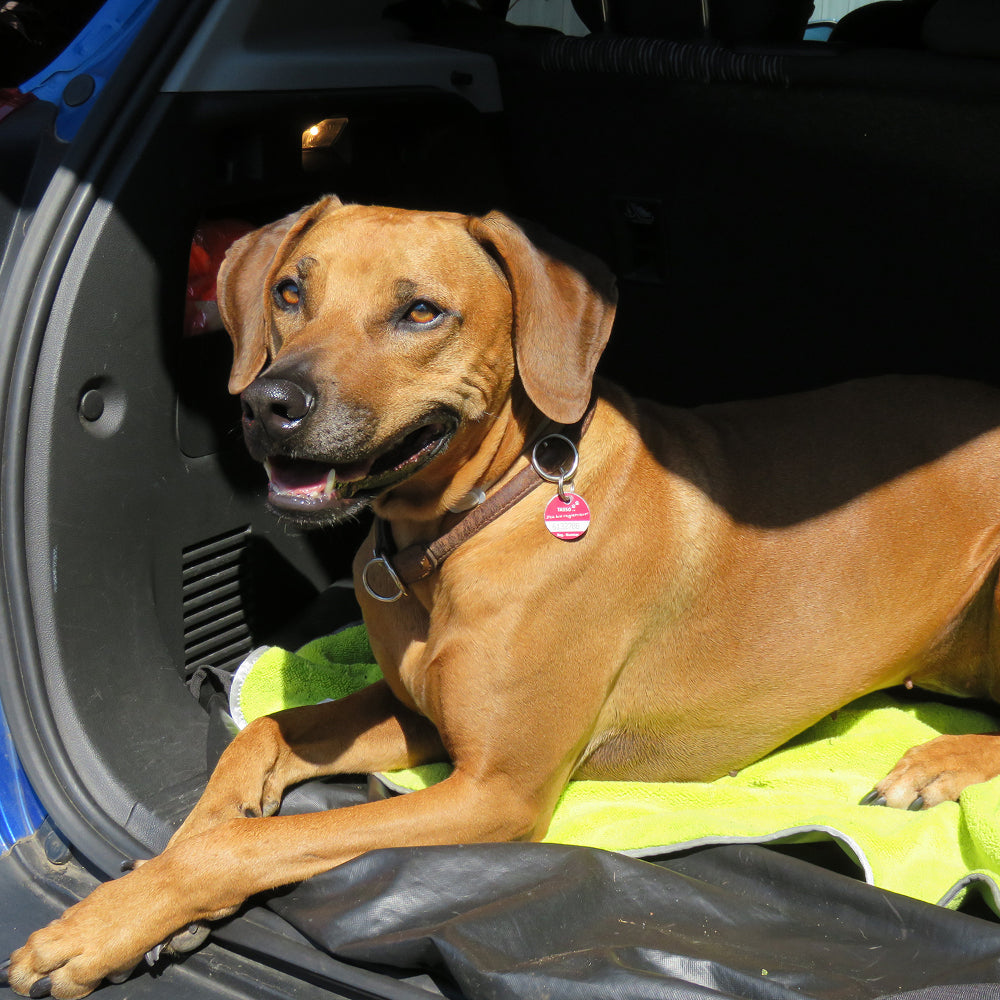 Microfaser Hundehandtuch 