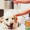 mikrobiologisches Hundeshampoo